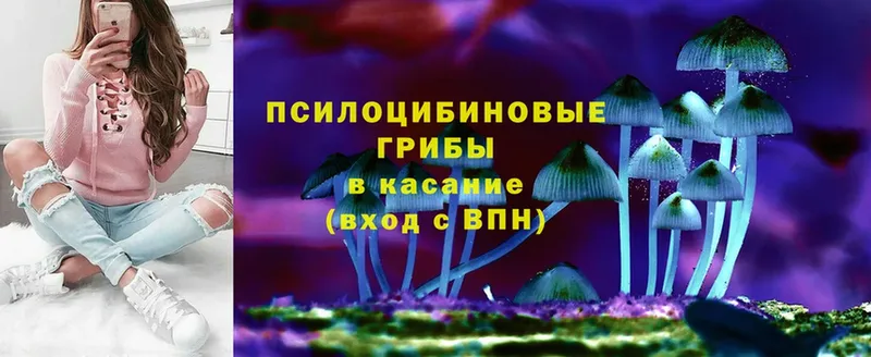 Псилоцибиновые грибы Psilocybe  закладки  Гай 